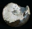 Hoploscaphites Ammonite - Fox Hills Formation #6110-1